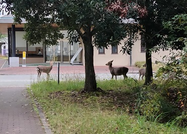 早朝に鹿に出会いました。